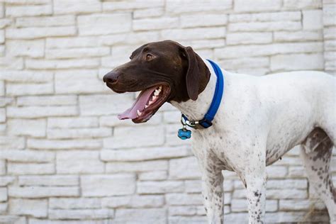 texas gsp rescue|preloved gsp dogs for adoption.